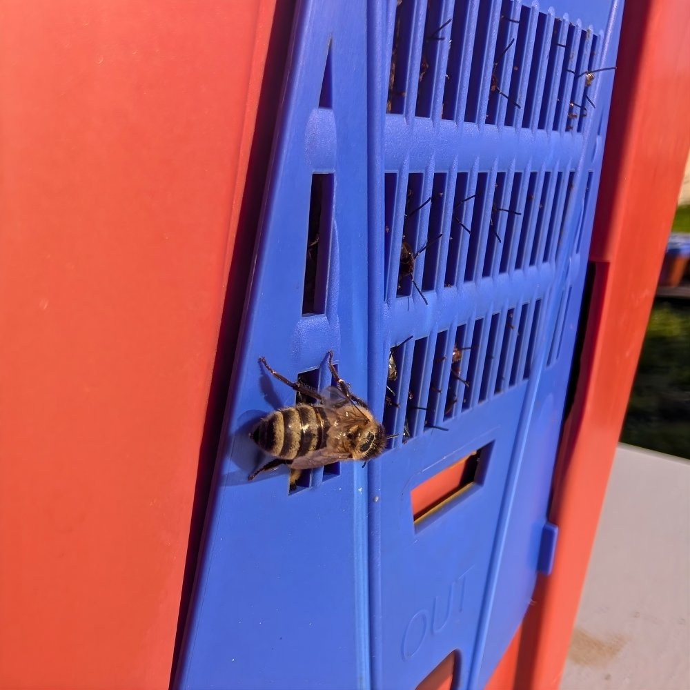 FoxhoundBeeCo's tweet image. Looking to buy bees? We sell nucleus hives and queens each year, so check us out if you are in the market.
 
We still have Nucs available for pickup this April and in May: bit.ly/3Q7tqNh

#foxhoundbeeco #beekeeping #nucleushives #nucs #bees