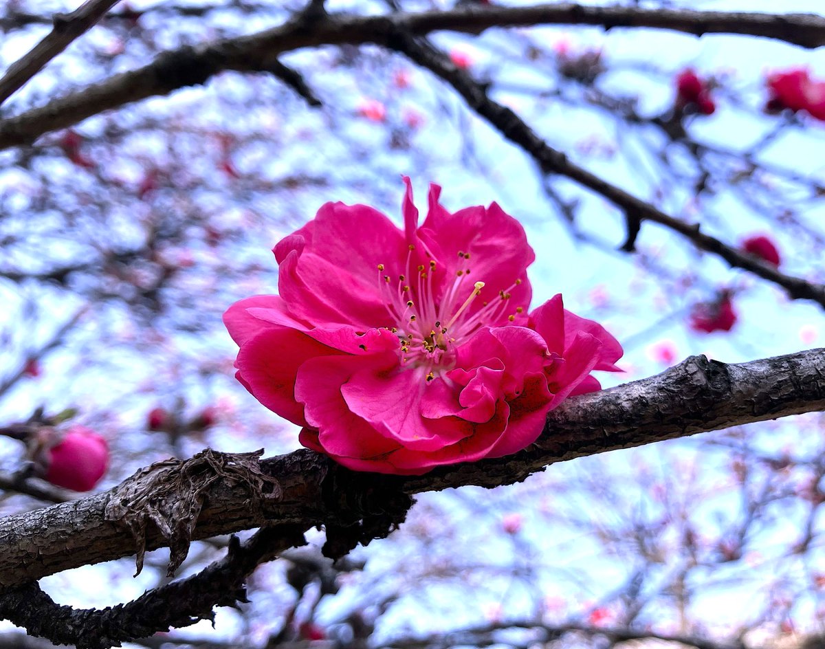 冨永 格（たぬちん） tweet media