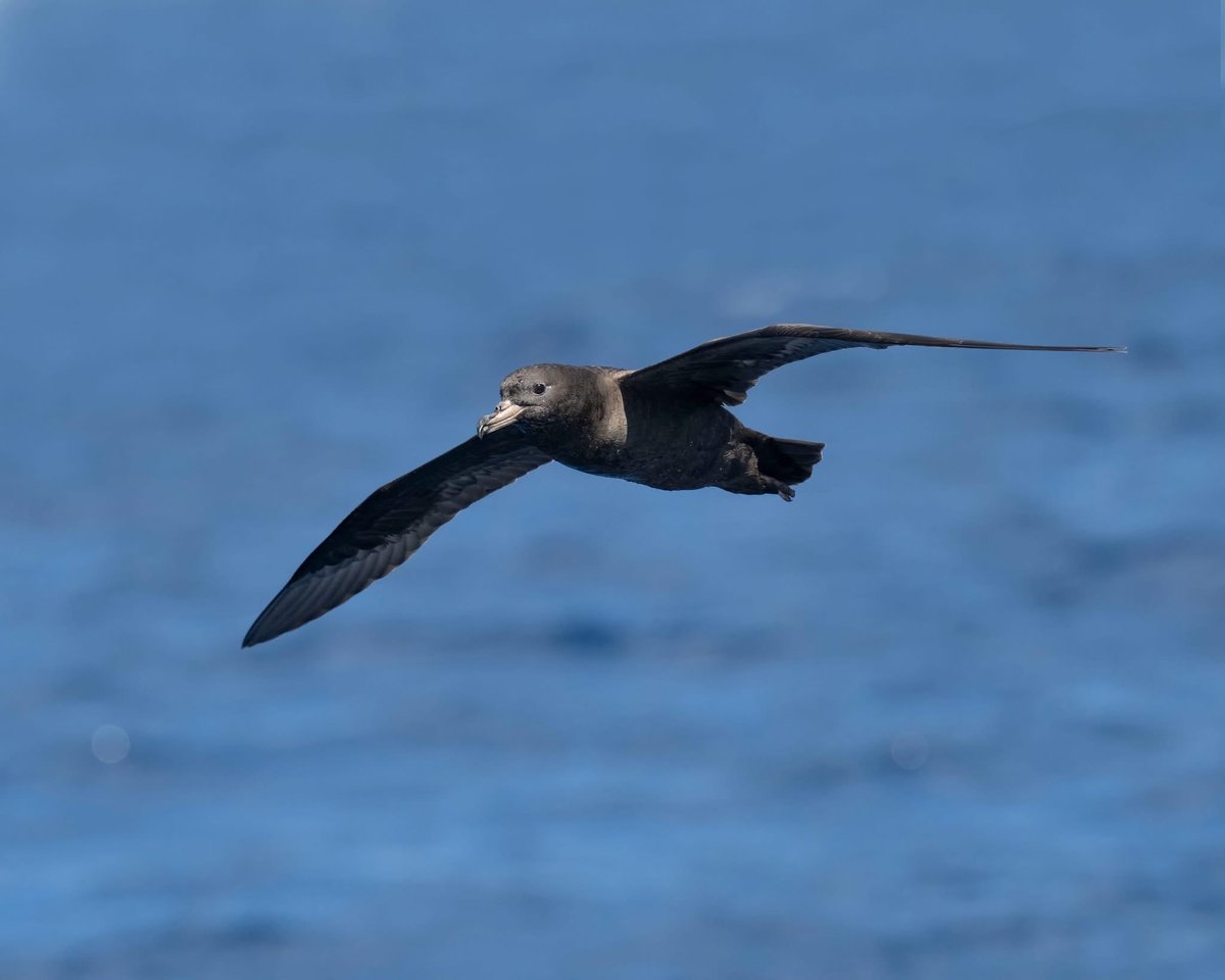 Embaixada da Nova Zelândia tweet media