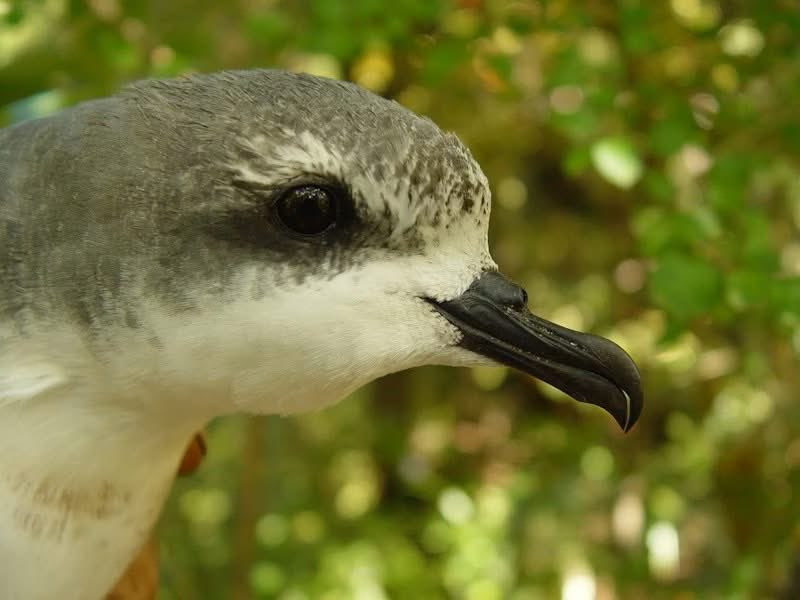 Embaixada da Nova Zelândia tweet media