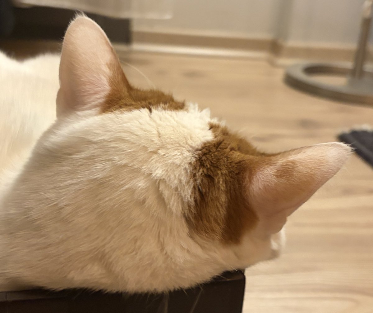 spiral knight leda tweet media