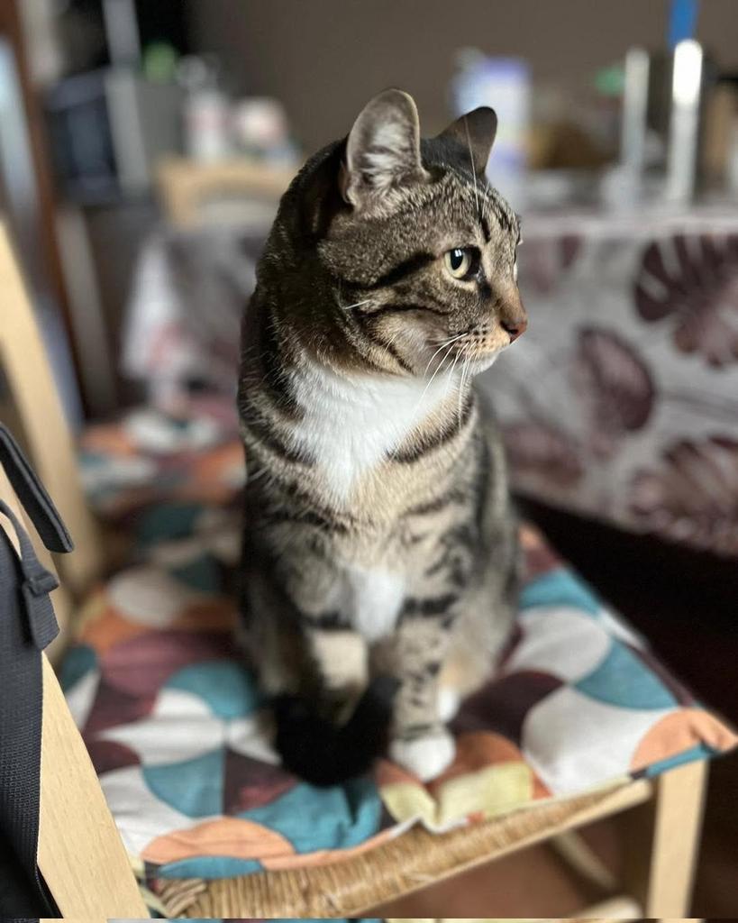 Serenella Raimondo tweet media