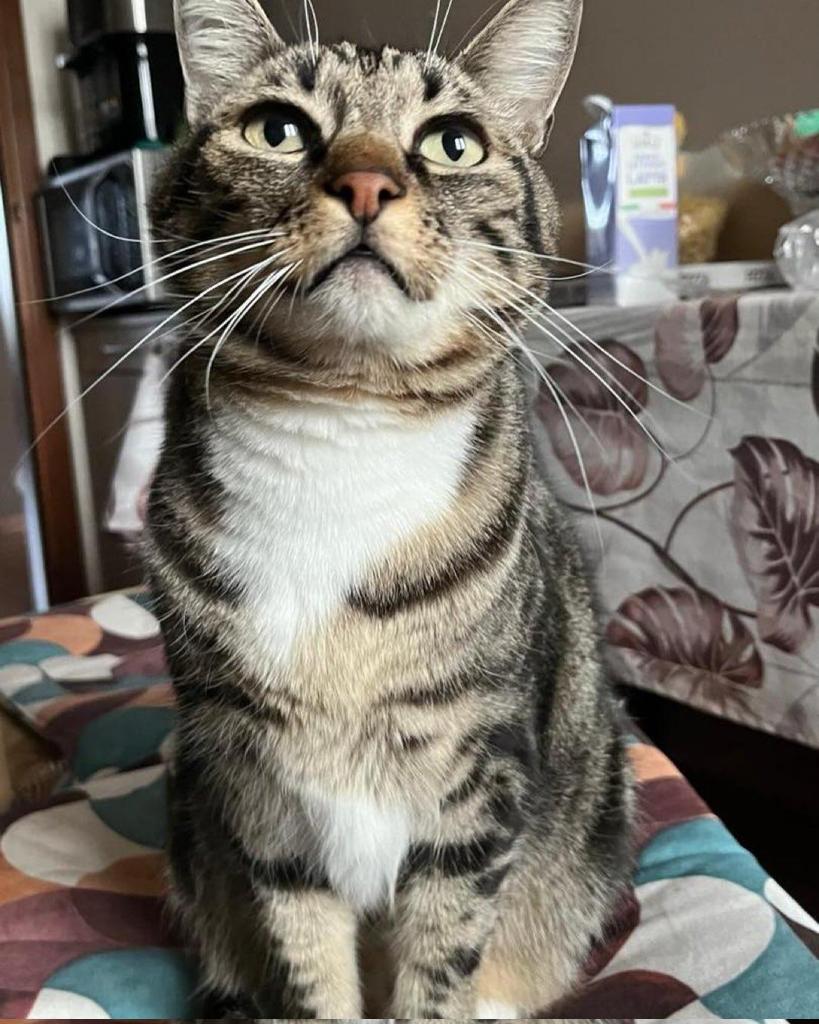 Serenella Raimondo tweet media