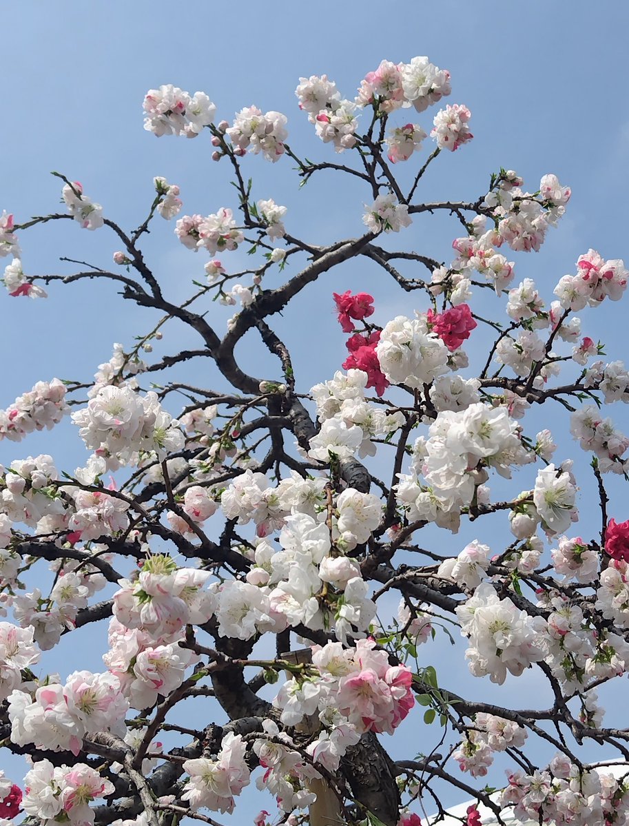 篠塚健一 tweet media