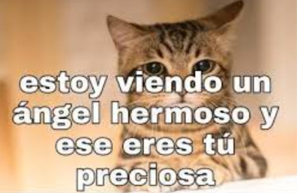 danicidio u.u tweet media