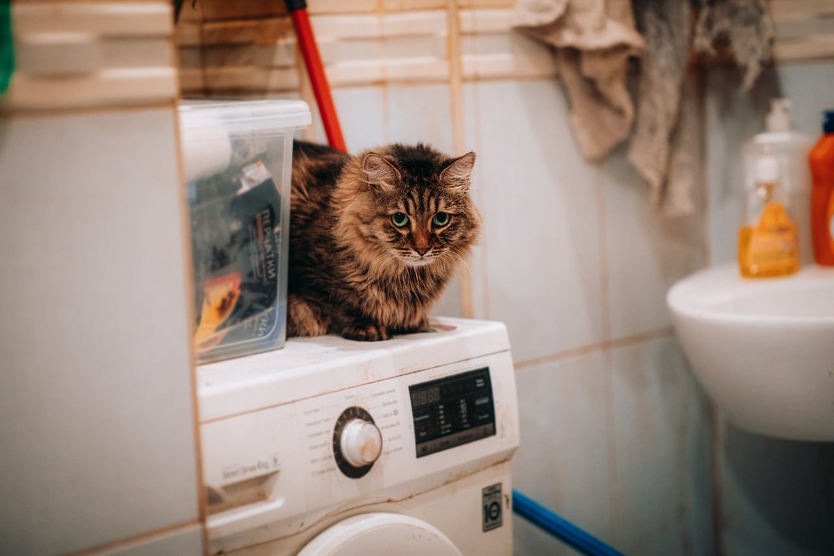 странствующий маг-барахольщик tweet media