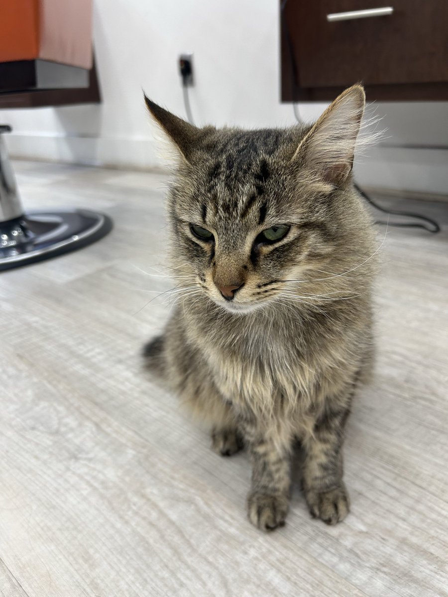 fazli12345's tweet image. Bjr takim #güvercin ve #Kodi the #Kedi ziyaretleri @guvensalon