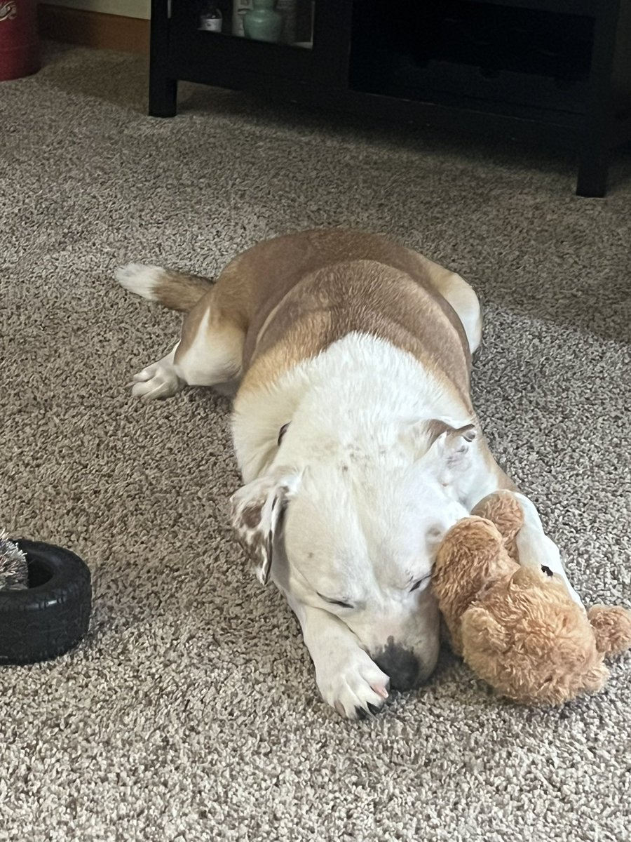 luciérnaga curiosa tweet media