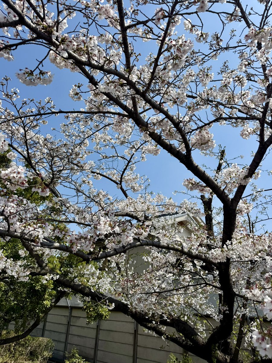 いしだい🐟 tweet media