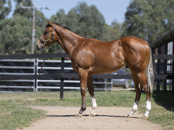 David Pfieffer Racing tweet media