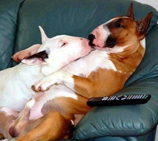 nathen_coyote tweet media