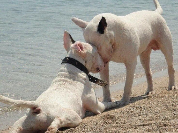 nathen_coyote tweet media