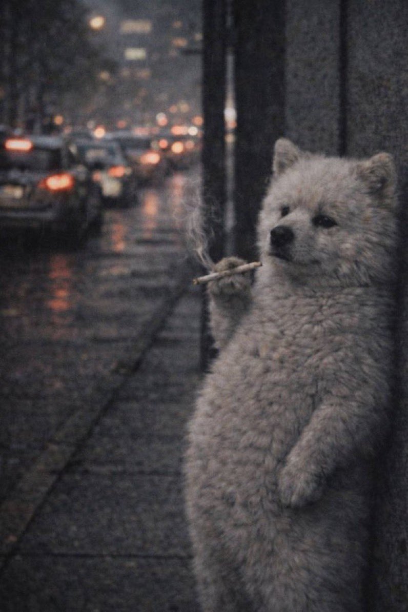 Wizz 🐻‍❄️ tweet media