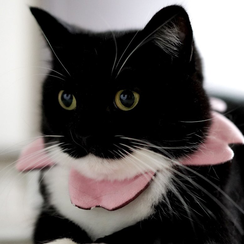 I'm Uni :3 tweet media