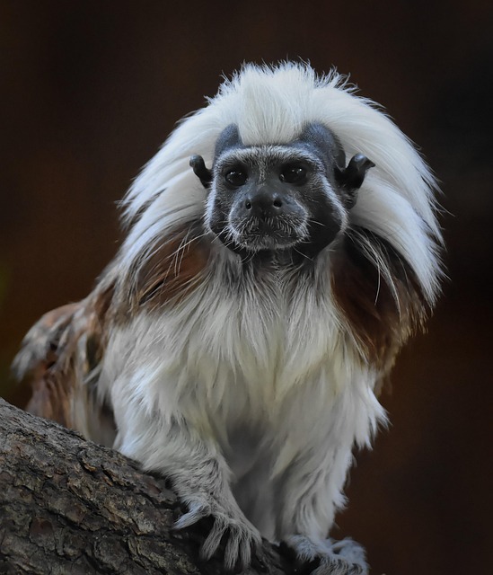 Alexis Ross tweet media