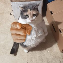 Lillie Kirisame ⚝Commissions Open⚝💛 tweet media