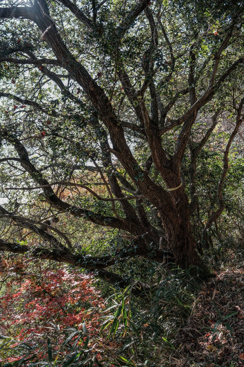 小林哲朗　写真家 tweet media