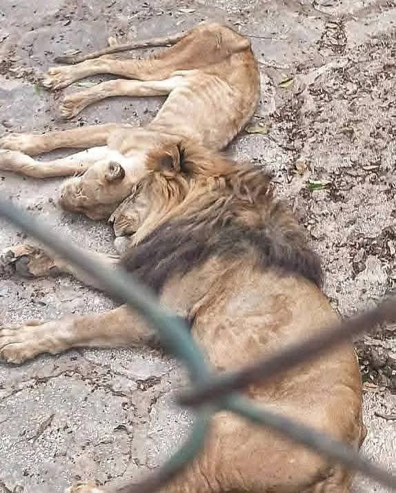 Albert Fonse 💪🇺🇸🇨🇺 tweet media