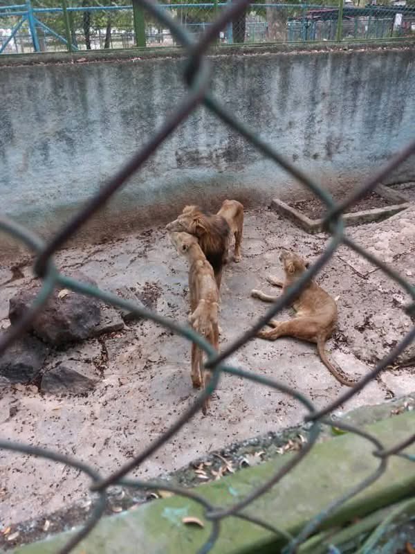 Albert Fonse 💪🇺🇸🇨🇺 tweet media