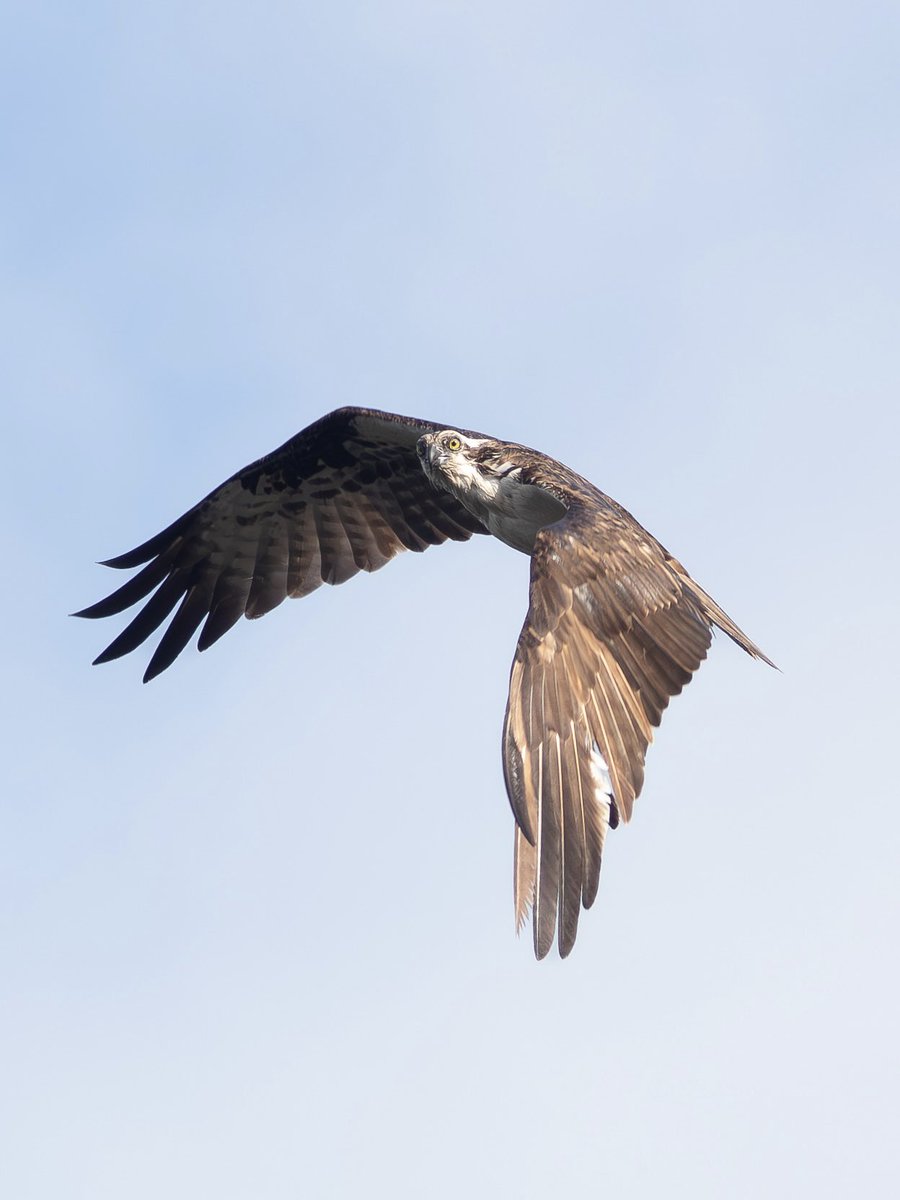 tarynscaptures's tweet photo. 🦅🌕 | Captured on April 1, 2026 / 📸 - Canon EOS 4000D. 70-300mm lens https://t.co/REF9WVMUYk