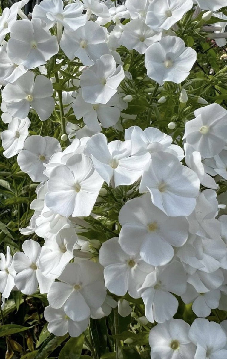 Leilani 🌧️ tweet media