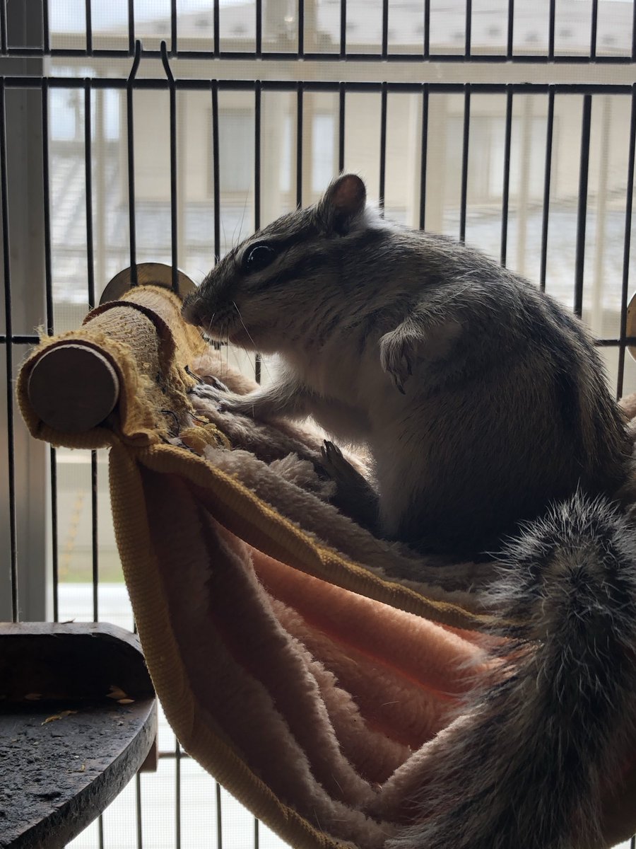 りんたろう tweet media