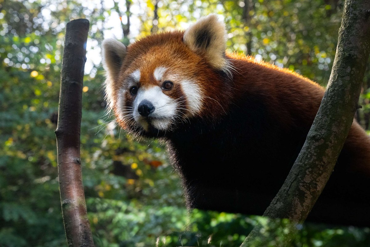 Red Panda Network tweet media