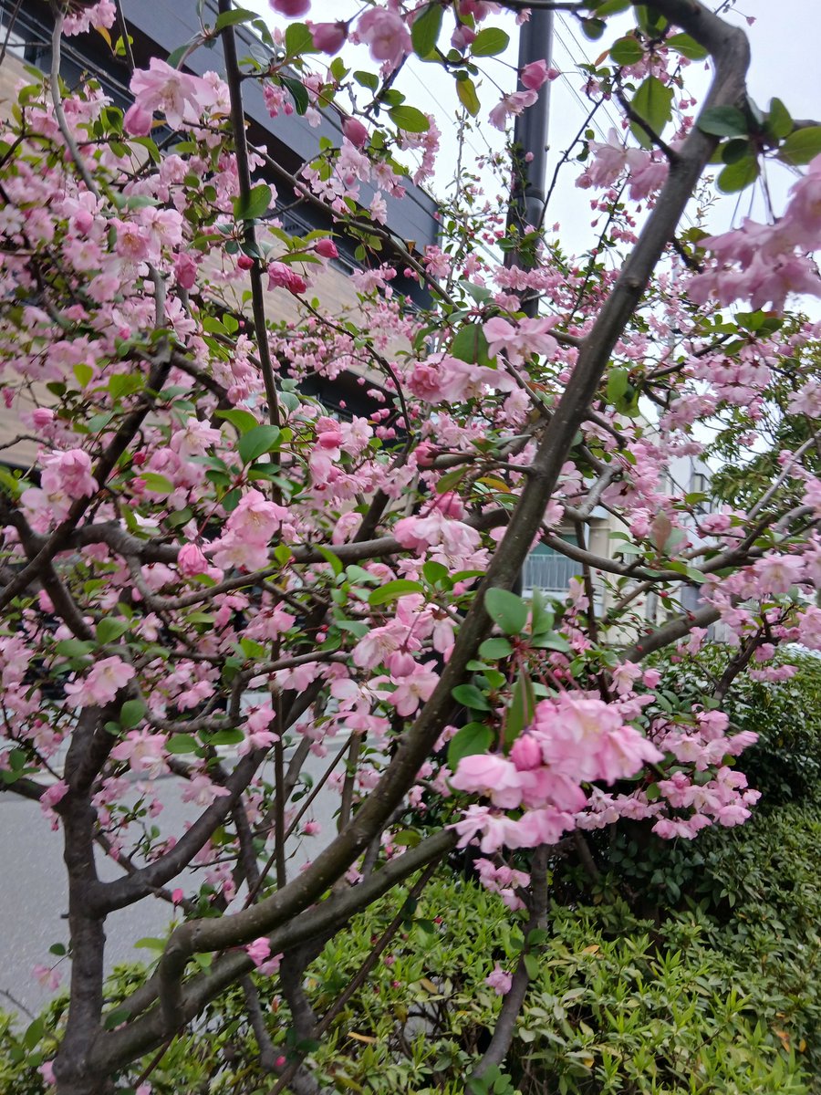 マーガレット tweet media