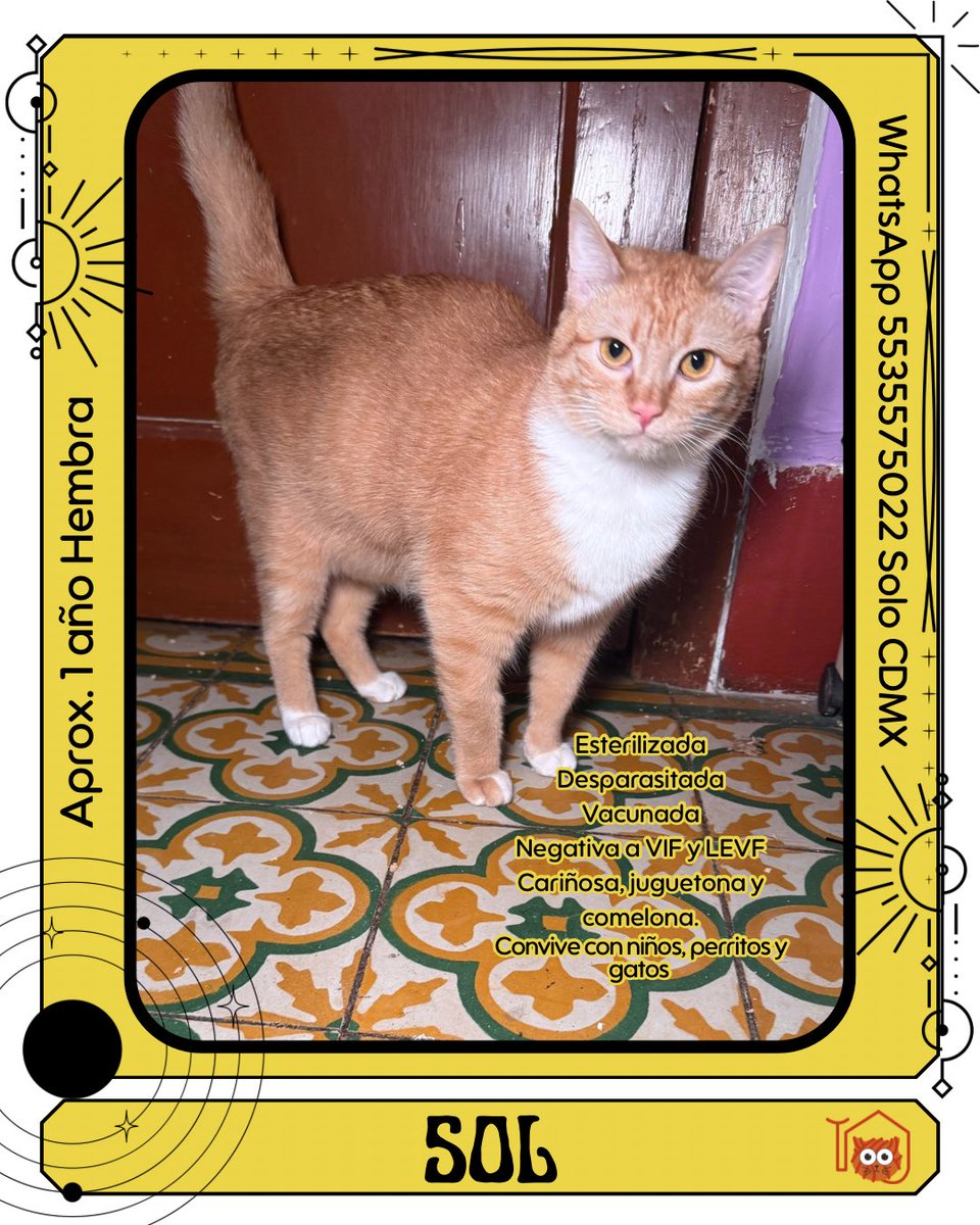 LA KASA DEL GATITO GORDO tweet media