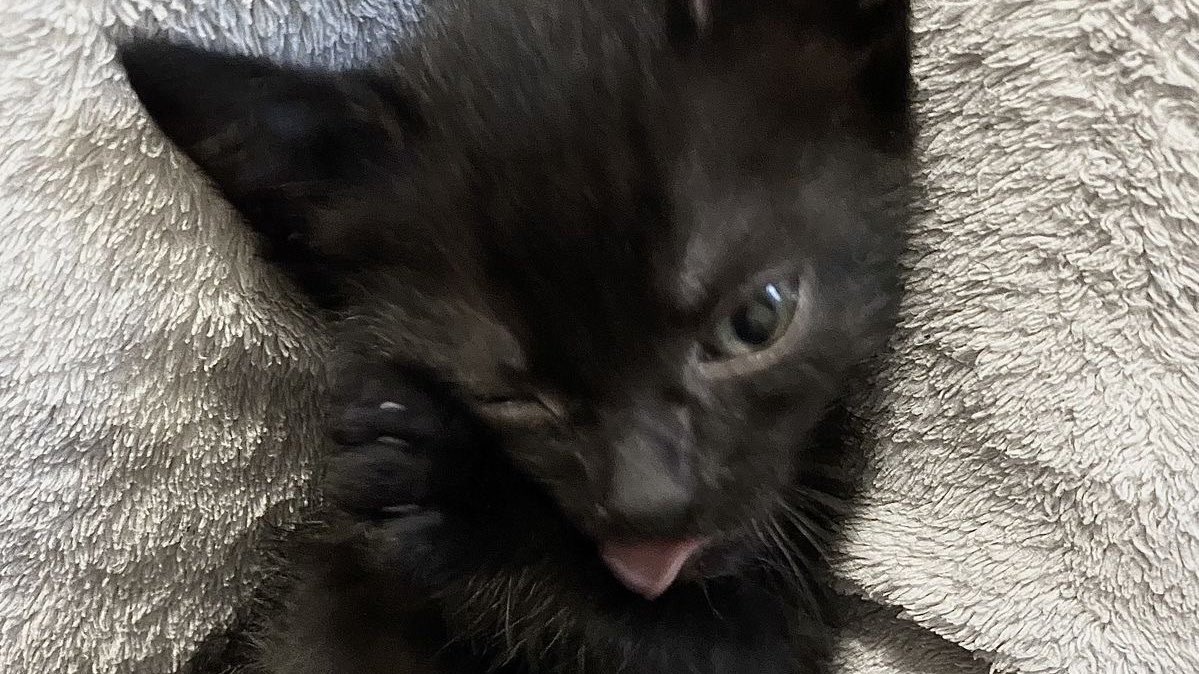 ✧dropsysmutku✧ 🦇 tweet media