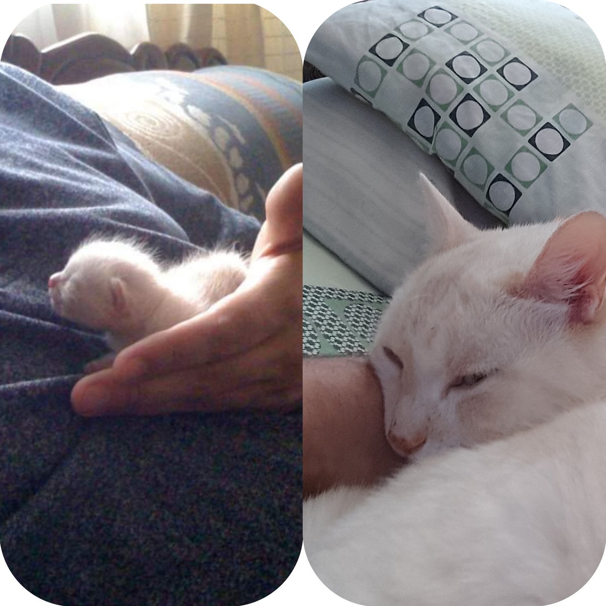 tomlibrarian's tweet photo. Jacinto bebé, Jacinto viejito 😽 #catsofx https://t.co/4KI1cSChMR
