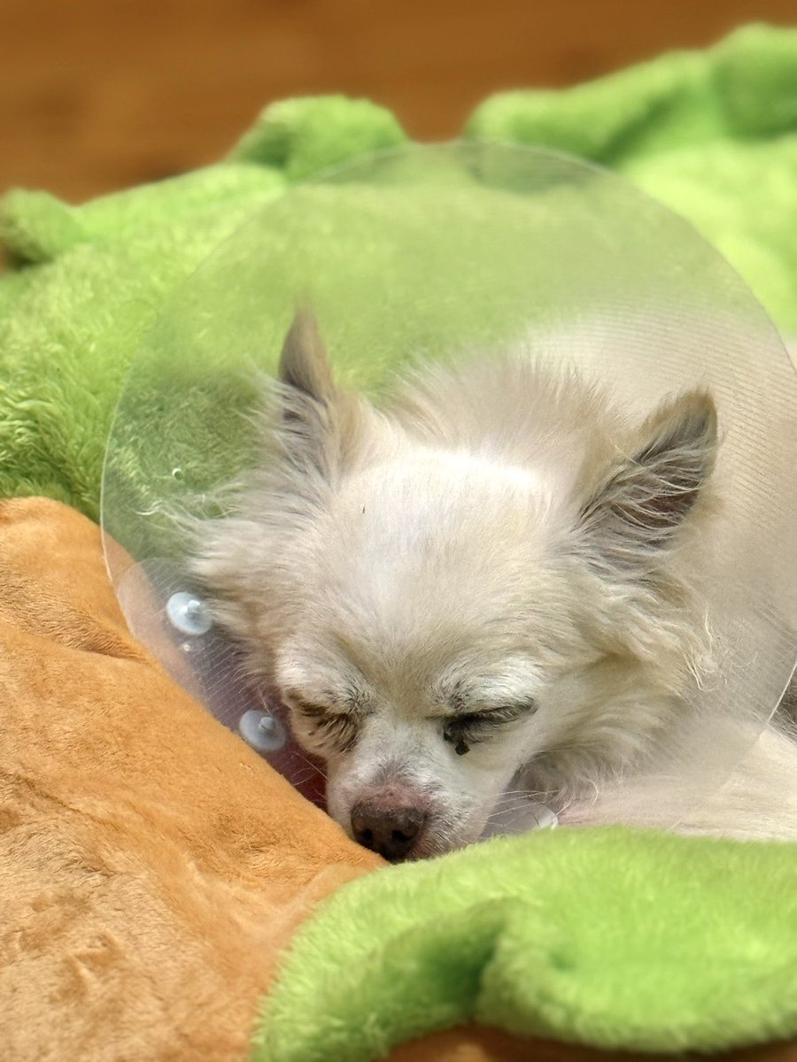 Leon2019_4's tweet image. おはぎょうだ😃
4月3日(金) 行田市☀️最高気温21℃
週末！ゆっくり休みたいワン🐶
#チワワ　#犬　#ペット　#保護犬
〔今日のレオンくん↓〕