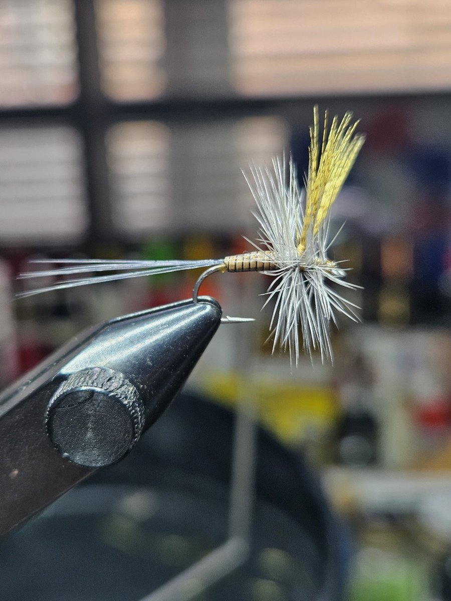 Quill Gordan, size 12, Mustad R50AP Dry Fly Hook.