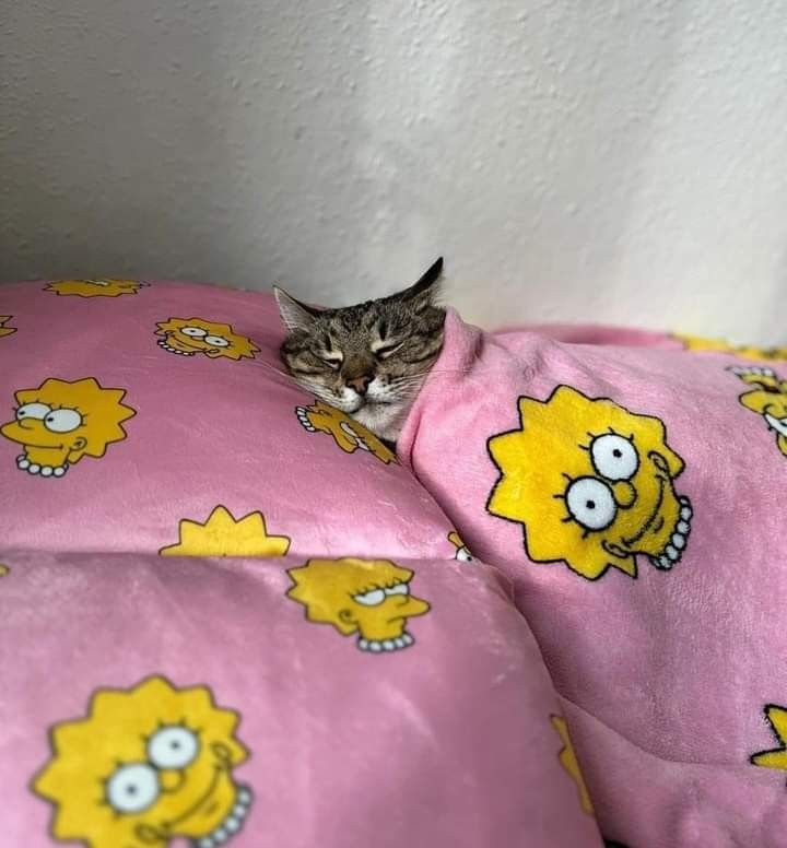 only cute things (@cutedreamvibes) on Twitter photo 