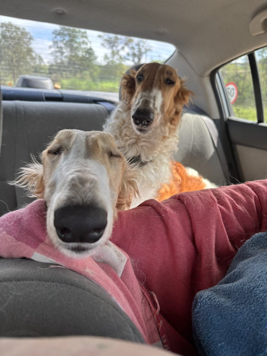 egoboy auratico tweet media