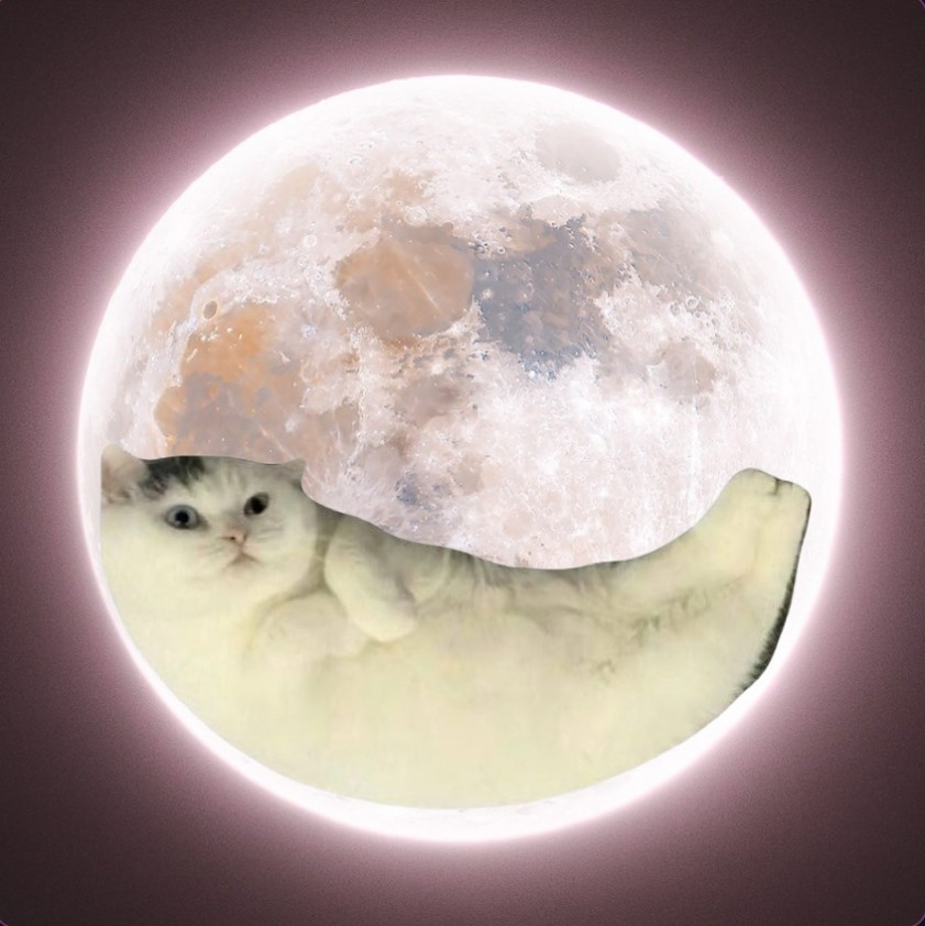 wenbroke tweet media