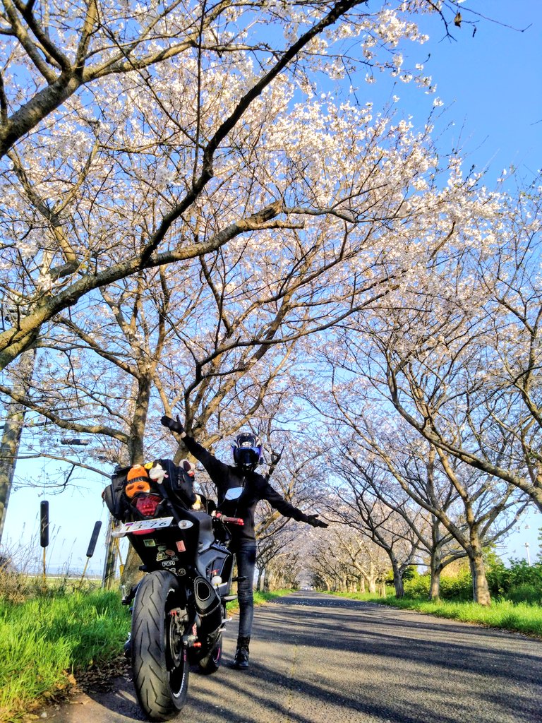 nico ringo🍎 tweet media