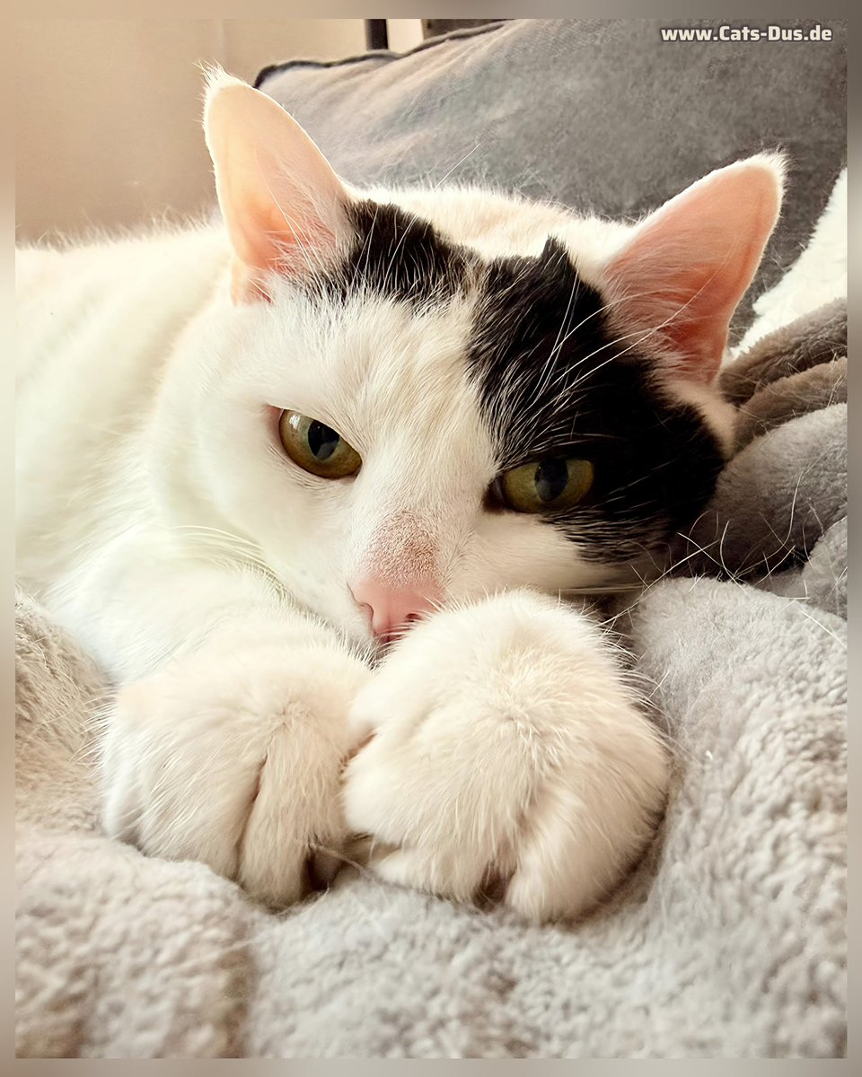 Tiger und Sternchen tweet media