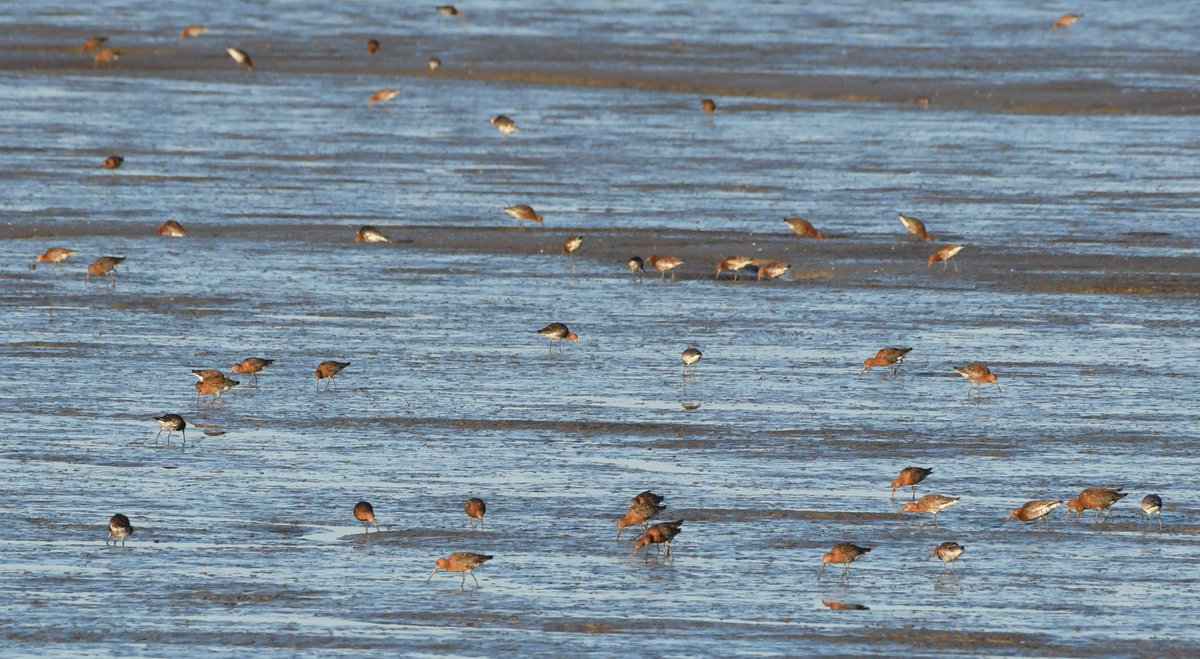 Baldbirder1's tweet photo. Hundreds, if not thousands, of Black-tailed Godwits, feeding at low tide from Motney Hill last night - gaining weight for their flight to Iceland. It may may not rival the Serengeti, for wildlife spectacles, but it was pretty impressive! @Birdwisenk @KentishPlover #birding https://t.co/jvNGXjdyX9