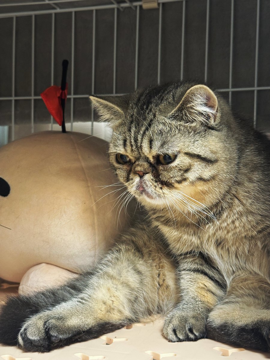 じろじろジロ帳 tweet media