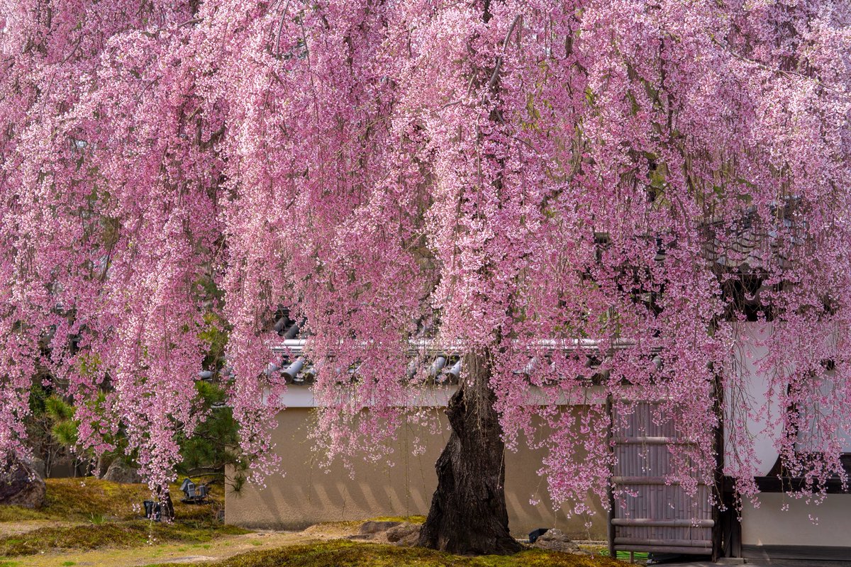 おはようございます

ねね(北政所)が秀吉の菩提を弔うため、1606年に開創したお寺さん

江戸後期より方丈の前に広がる波心庭のしだれ桜…。現在は4代目のしだれ桜が大きく咲き誇っています🌸
2026.3.30
#高台寺
#京都