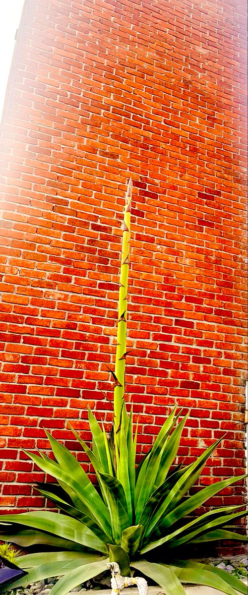 Azafrán de las Montañas tweet media