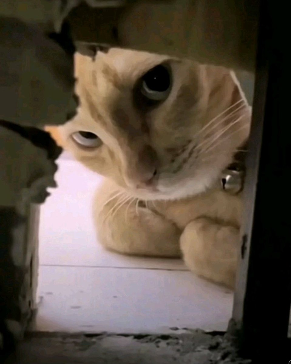 é o que é tweet media