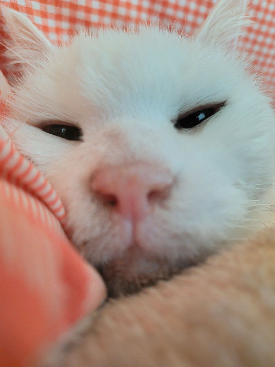 白ご飯をパクっとのりたま😎🫰✨ tweet media