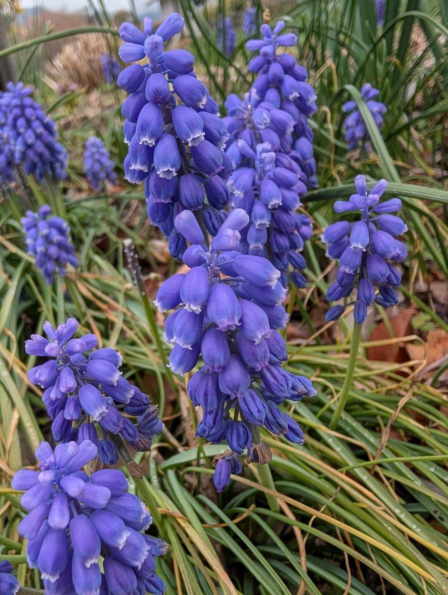 おはようございます😊
ムスカリです
花言葉は「寛大な愛」「明るい未来」「夢にかける思い」「何も言わなくても通じ合う心」
ぶどうみたいで可愛いですね🤗
明るい未来が有りますように🙏
#ＴＬを花でいっぱいにしよう