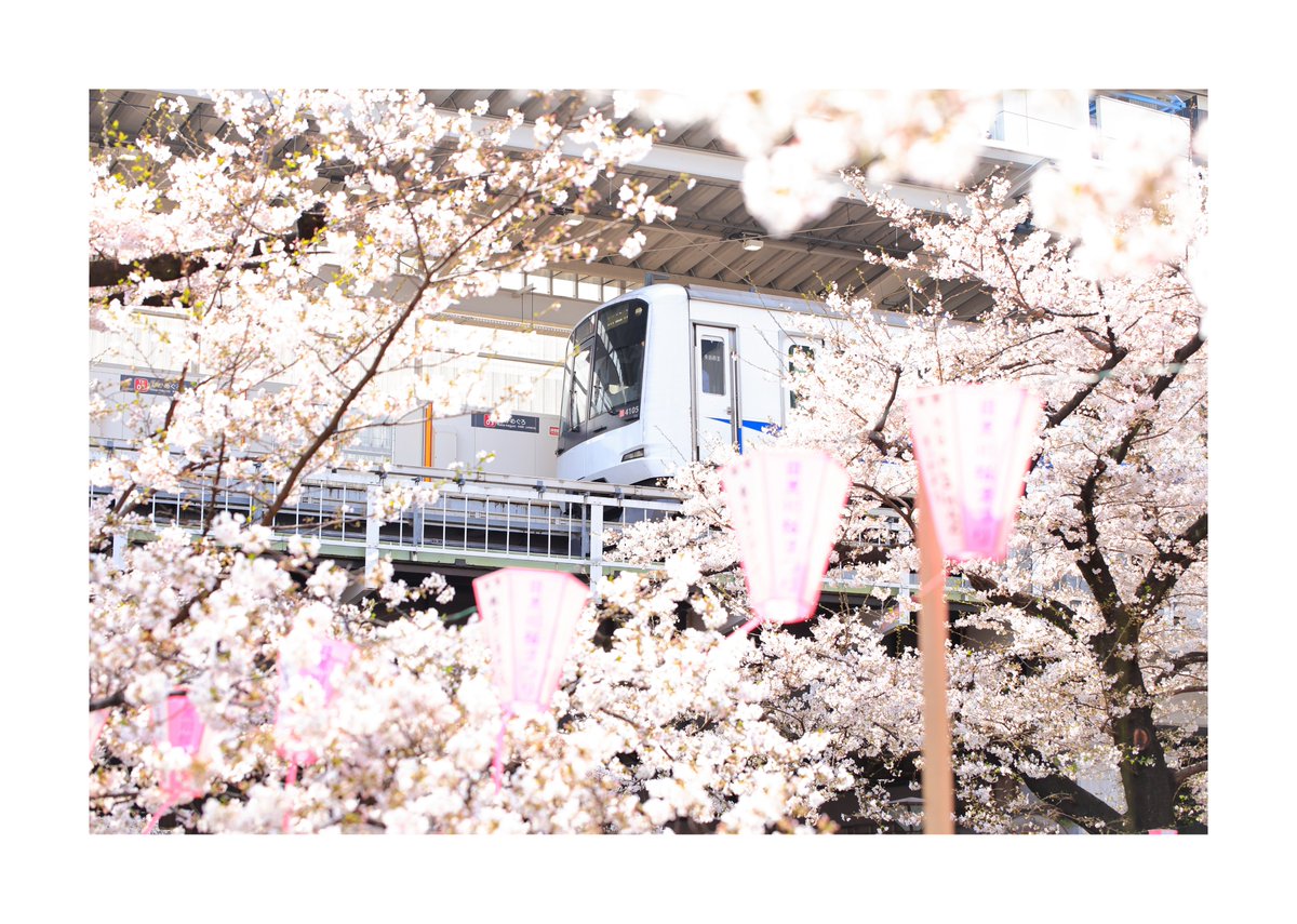 スパーク tweet media