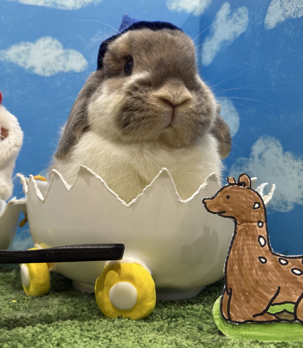 うさぎのミミちゃん🐰 tweet media