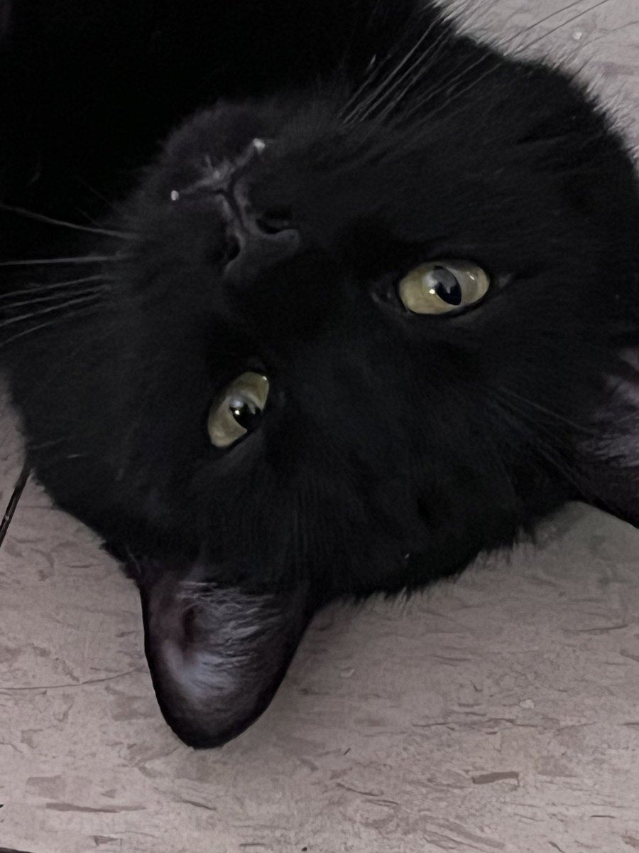 Kitty Day tweet media