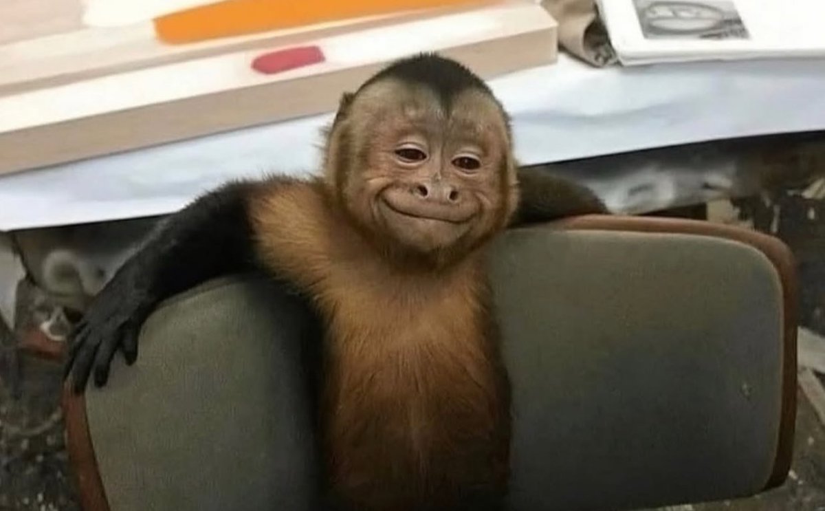 Lic. Pachi tweet media