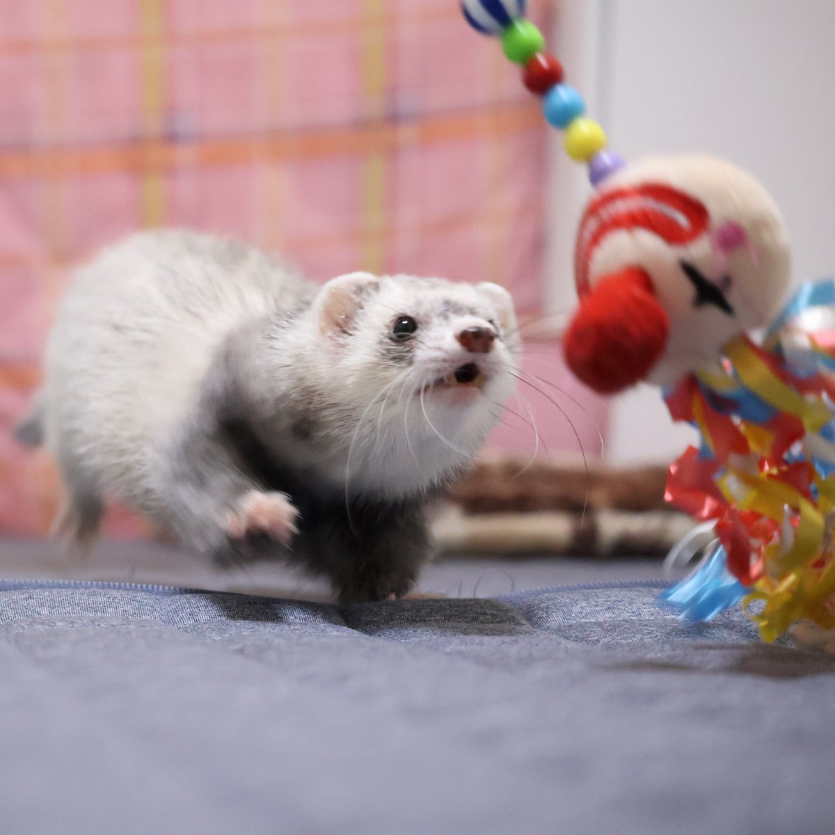 🥦のじしろ🥦 tweet media